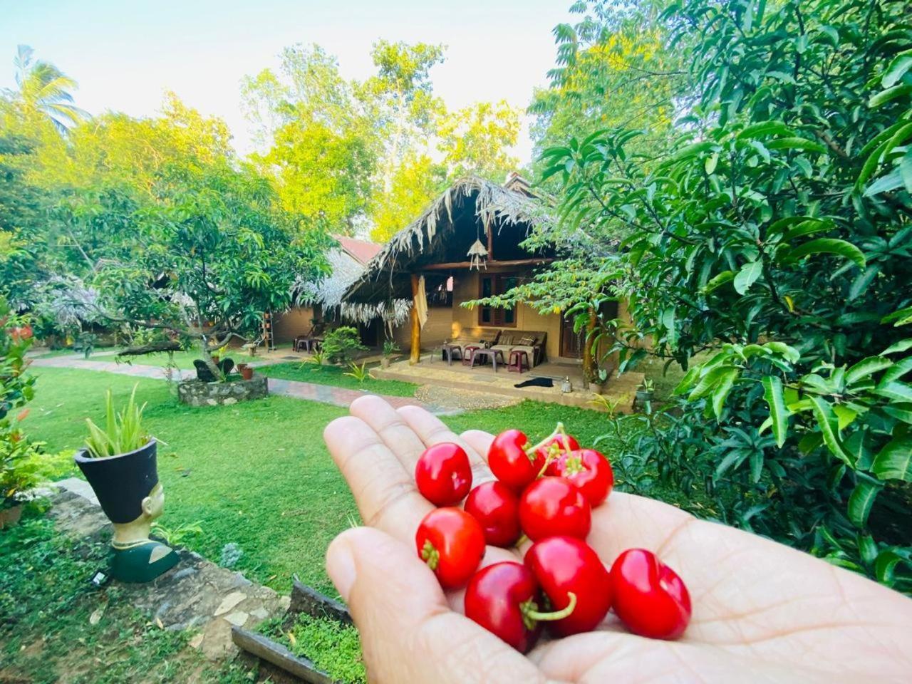 Hasthi Safari Cottage Udawalawe Exteriör bild